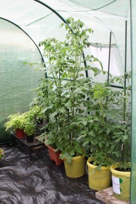 Tomaten im Gewächshaus