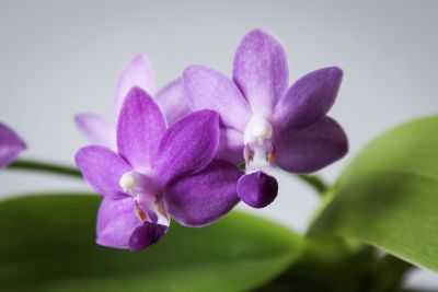 Phalaenopsis Purple Martin