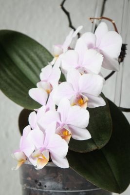 Phal. schilleriana x stuartiana