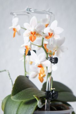 Phalaenopsis Mini Mark