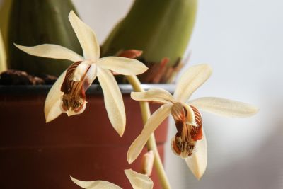 Coelogyne massangeana