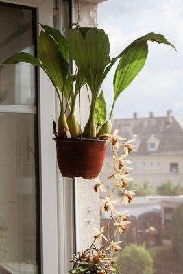 Coelogyne-Orchidee