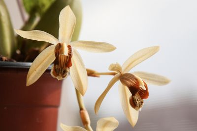 Coelogyne massangeana