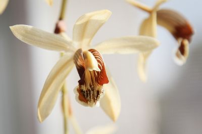 Coelogyne massangeana