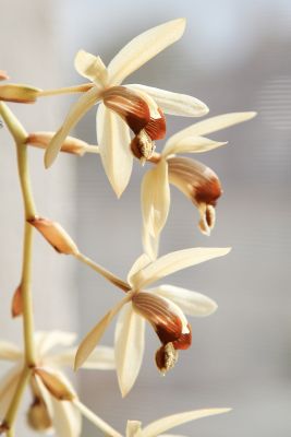 Coelogyne massangeana