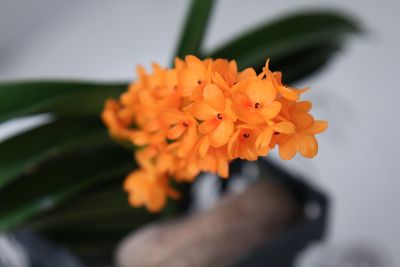 Ascocentrum miniatum Blüte