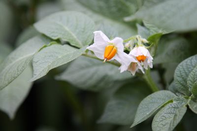 Kartoffelblüten