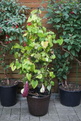 Aristolochia grandiflora