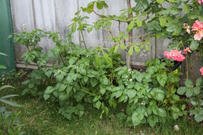 Kartoffeln im Sack