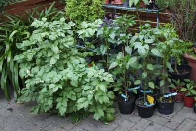 Kartoffeln im Sack
