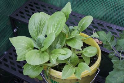 Pak Choi im Kübel