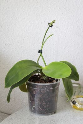 Umgetopfte Phalaenopsis