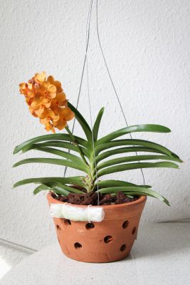 Vanda im Tontopf