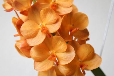 Vanda Sunlight Asia