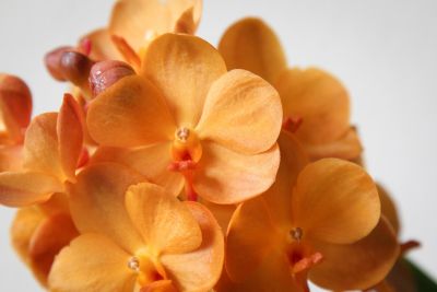 Vanda Sunlight Asia