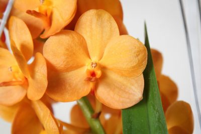 Vanda Sunlight Asia