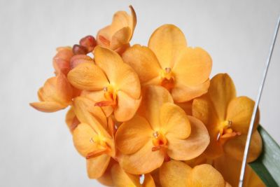 Vanda Sunlight Asia