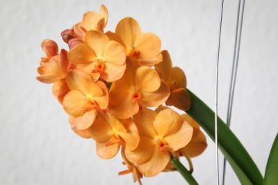 Blüten Vanda Sunlight Asia