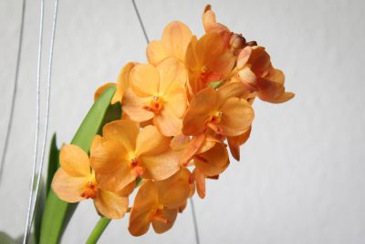 Vanda Sunlight Asia