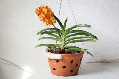 Vanda Sunlight Asia