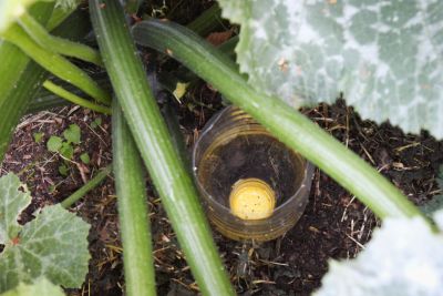 Plastikflasche bei Zucchini