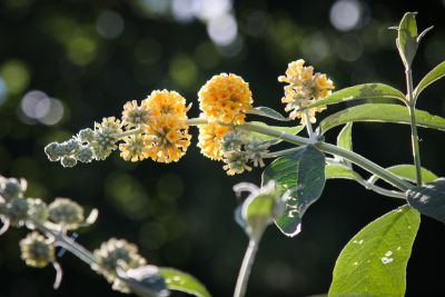 Gelber Sommerflieder 'Sungold'