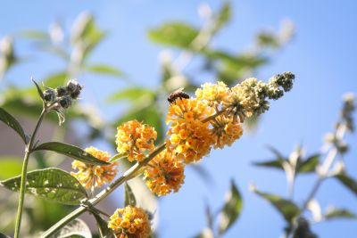 Gelber Sommerflieder 'Sungold'