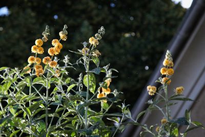 Gelber Sommerflieder 'Sungold'