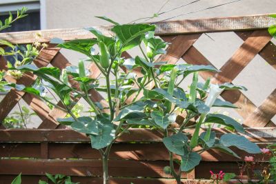 Stechapfel (Datura Metel)