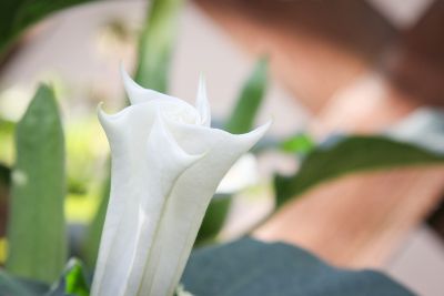Blüte vom Stechapfel (Datura)
