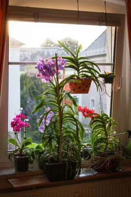 Orchideenfenster im Wohnzimmer