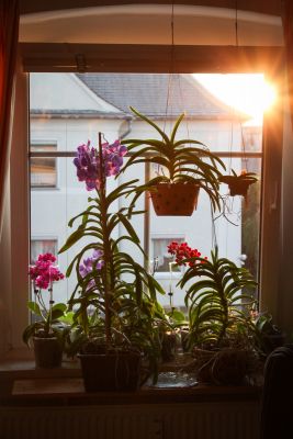 Orchideenfenster mit Abendsonne