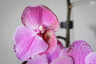 Phalaenopsis-Blüte ohne Lippe