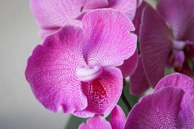 Deformierte Phalaenopsis-Blüte