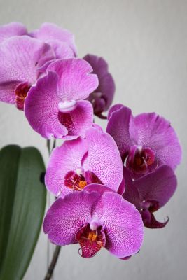 Phalaenopsis-Blüten deformiert