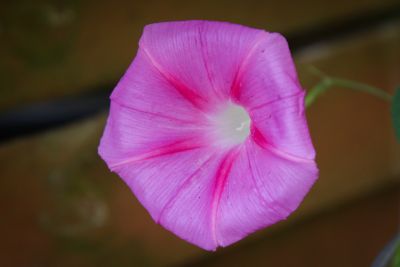 Prunkwinde rosa