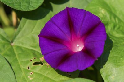 Prunkwinde 'Magic Morning'