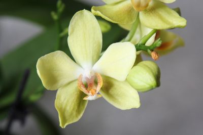 Phalaenopsis gelb
