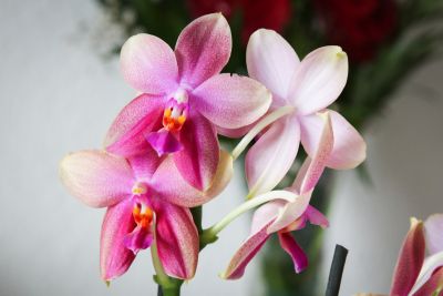 Phalaenopsis Liodoro