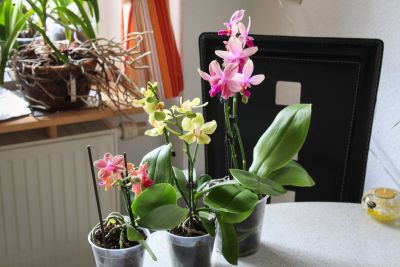 Drei Phalaenopsis-Neulinge