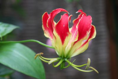 Ruhmeskrone (Gloriosa superba)