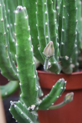 Knospen Aasblume (Stapelia)