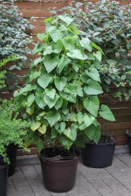 Aristolochia grandiflora