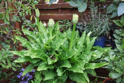 Blutblume (Scadoxus multiflorus)