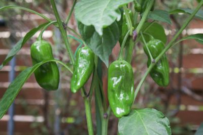 Chili Pimiento de Padron (3)