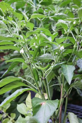 Chili Jalapeno Goncho (0)
