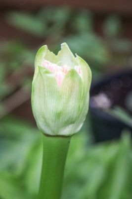 Knospe an Blutblume