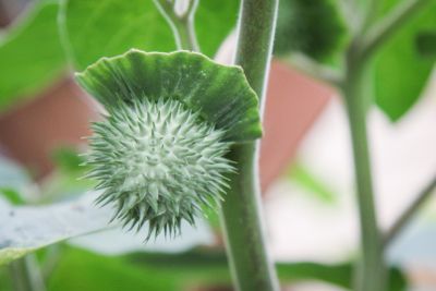 Samenkapsel Stechapfel (Datura)