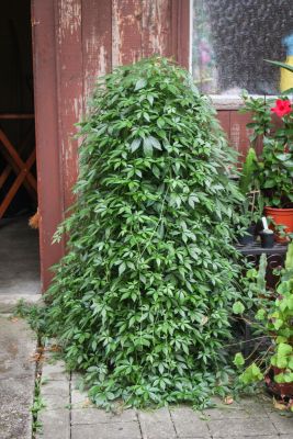 Jiaogulan (Gynostemma pentaphyllum)