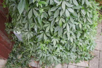Jiaogulan (Gynostemma pentaphyllum)
